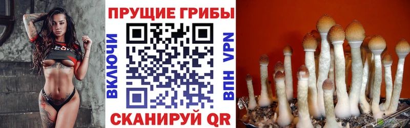 Псилоцибиновые грибы ЛСД  закладки  Севск 